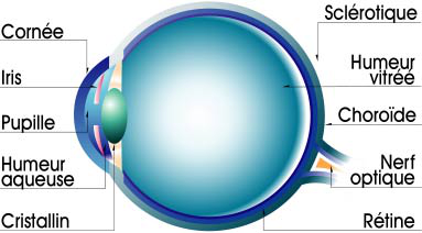 cataracte site information Anatomie oeil